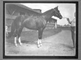 [Race Horses]