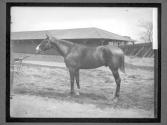 [Race Horses]