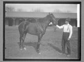[Race Horses]