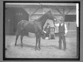 [Race Horses]