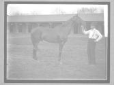 [Race Horses]