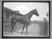 [Race Horses]