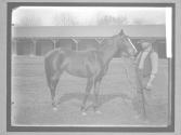 [Race Horses]