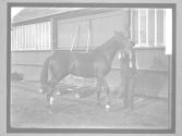 [Race Horses]