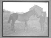 [Race Horses]
