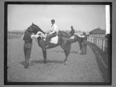 [Race Horses]