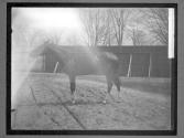 [Race Horses]