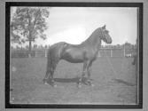 [Horses]