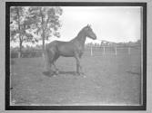 [Horses]