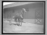 [Horses]