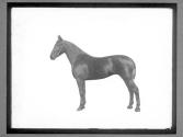 [Horses]