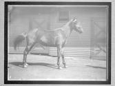 [Horses]