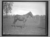 [Horses]