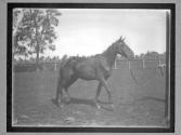 [Horses]