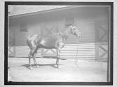 [Horses]
