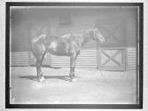 [Horses]
