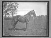 [Horses]