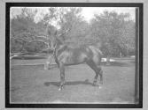 [Horse Racing]