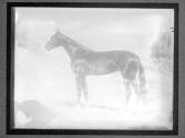 [Horse Racing]