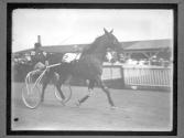 [Horse Racing]