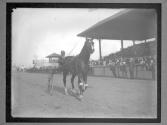 [Horse Racing]
