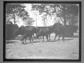 [Buffalo]