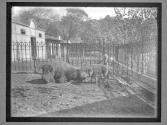 [Buffalo]