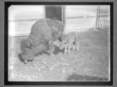 [Buffalo]