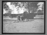 [Buffalo]