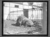 [Buffalo]