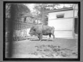 [Buffalo]
