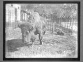 [Buffalo]