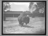 [Buffalo]