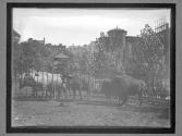 [Buffalo]