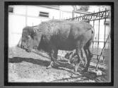 [Buffalo]