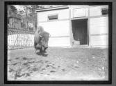 [Buffalo]