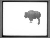 [Buffalo]