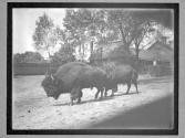 [Buffalo]