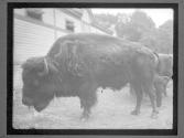 [Buffalo]