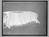 [Panama Hat Making]