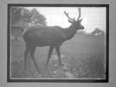 [Elks in the Zoo]