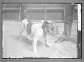 America's Greatest Bulldogs, Orient Don no. 46910