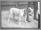 America's Greatest Bulldogs, CH, L'Ambassador no. 39276