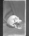 [Skulls]