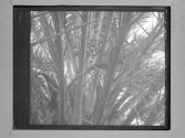 [Branches Of Tree]