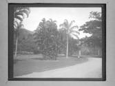 [C.I.F. Looking At Trees In Park]