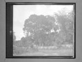 [Trees]