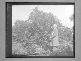[C. Irving Fisher Picking Fruit]