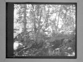 [C. Irving Fisher In Woodland]