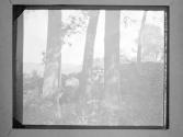 [Gertrude G. Fisher Reading In Woods]